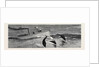 Porpoises Playing Under the Bow of the Nina, Mauritius by Anonymous