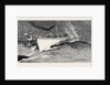 Harpooning a Porpoise, Mauritius by Anonymous