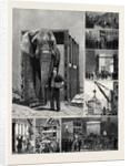 The Removal of Jumbo, on the Way to the Docks by Anonymous