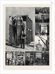 The Removal of Jumbo, on the Way to the Docks by Anonymous