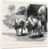 Round the World Yachting in the Ceylon, Ceylon: A Bullock-Cart by Anonymous