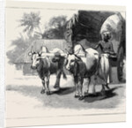 Round the World Yachting in the Ceylon, Ceylon: A Bullock-Cart by Anonymous