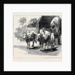 Round the World Yachting in the Ceylon, Ceylon: A Bullock-Cart by Anonymous
