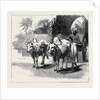 Round the World Yachting in the Ceylon, Ceylon: A Bullock-Cart by Anonymous