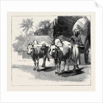 Round the World Yachting in the Ceylon, Ceylon: A Bullock-Cart by Anonymous