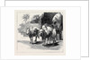Round the World Yachting in the Ceylon, Ceylon: A Bullock-Cart by Anonymous