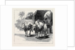 Round the World Yachting in the Ceylon, Ceylon: A Bullock-Cart by Anonymous