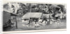 Round the World Yachting in the Ceylon, Ceylon: Our Drive to Wakwallah by Anonymous