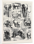 The Attempted Removal of Jumbo from the Zoological Gardens by Anonymous