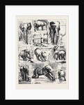 The Attempted Removal of Jumbo from the Zoological Gardens by Anonymous