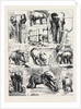 The Attempted Removal of Jumbo from the Zoological Gardens by Anonymous