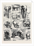 The Attempted Removal of Jumbo from the Zoological Gardens by Anonymous