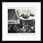 Moose Hunting in Nova Scotia by Anonymous