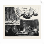 Moose Hunting in Nova Scotia by Anonymous