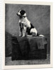 An Adventurous Dog: Railway Jack (Recently Run Over and Wounded at Norwood Station) by Anonymous