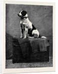 An Adventurous Dog: Railway Jack (Recently Run Over and Wounded at Norwood Station) by Anonymous