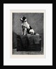 An Adventurous Dog: Railway Jack (Recently Run Over and Wounded at Norwood Station) by Anonymous