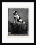 An Adventurous Dog: Railway Jack (Recently Run Over and Wounded at Norwood Station) by Anonymous