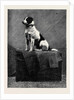 An Adventurous Dog: Railway Jack (Recently Run Over and Wounded at Norwood Station) by Anonymous