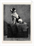 An Adventurous Dog: Railway Jack (Recently Run Over and Wounded at Norwood Station) by Anonymous