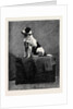 An Adventurous Dog: Railway Jack (Recently Run Over and Wounded at Norwood Station) by Anonymous