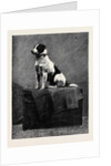 An Adventurous Dog: Railway Jack (Recently Run Over and Wounded at Norwood Station) by Anonymous