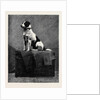 An Adventurous Dog: Railway Jack (Recently Run Over and Wounded at Norwood Station) by Anonymous