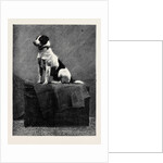 An Adventurous Dog: Railway Jack (Recently Run Over and Wounded at Norwood Station) by Anonymous