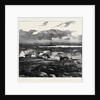 The Duke of Edinburgh in the Shetland Islands: Upper Sound, Lerwick by Anonymous