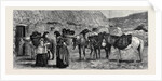 The Duke of Edinburgh in the Shetland Islands: Shetland Ponies by Anonymous