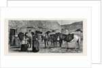 The Duke of Edinburgh in the Shetland Islands: Shetland Ponies by Anonymous