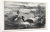 Grebes and Their Nests by Anonymous