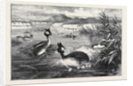Grebes and Their Nests by Anonymous