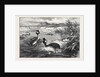 Grebes and Their Nests by Anonymous