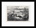 Grebes and Their Nests by Anonymous