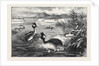 Grebes and Their Nests by Anonymous