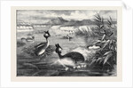 Grebes and Their Nests by Anonymous
