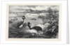 Grebes and Their Nests by Anonymous