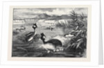 Grebes and Their Nests by Anonymous