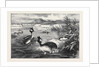 Grebes and Their Nests by Anonymous