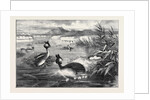 Grebes and Their Nests by Anonymous