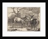 Two donkeys in a manger by Nicolaes Pietersz. Berchem