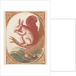 Squirrel on a tree branch by Johan Teyler