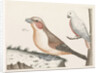 In the foreground a crossbill, right on a branch a white bird with curved beak by Anonymous
