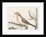 In the foreground a crossbill, right on a branch a white bird with curved beak by Anonymous