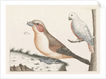 In the foreground a crossbill, right on a branch a white bird with curved beak by Anonymous