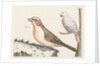 In the foreground a crossbill, right on a branch a white bird with curved beak by Anonymous