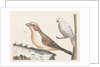 In the foreground a crossbill, right on a branch a white bird with curved beak by Anonymous