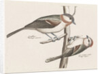 Marsh Tit and Crested Tit by Johan Teyler