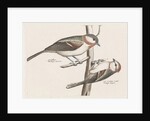 Marsh Tit and Crested Tit by Johan Teyler